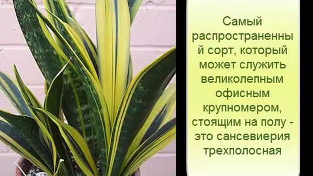 Растения для офиса: сансевиерия, аглаонема, замиокулькас