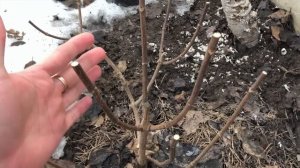 САД В МАРТЕ. ЧТО ДЕЛАТЬ С ГОРТЕНЗИЯМИ ВЕСНОЙ. ОБРЕЗКА ГОРТЕНЗИЙ. ПРО ГОРТЕНЗИИ И МНОГОЕ ДРУГОЕ.