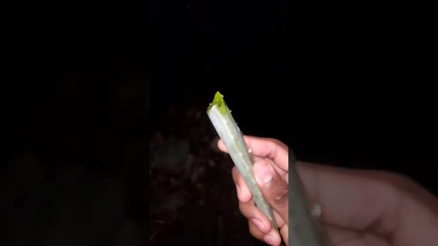 Пробовали алоэ?