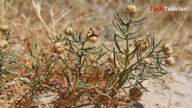 Тушда Исирик курса - Tushda Isiriq ko'rsa смотреть онлайн
