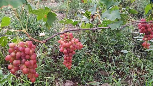Виноград Дынька. Первые впечатления. смотреть онлайн