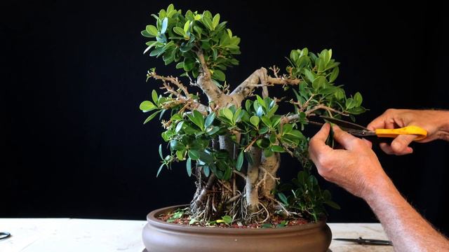 Banyan Style Bonsai Ficus Microcarpa Tree from my tallest Green Island Ficus Update смотреть онлайн