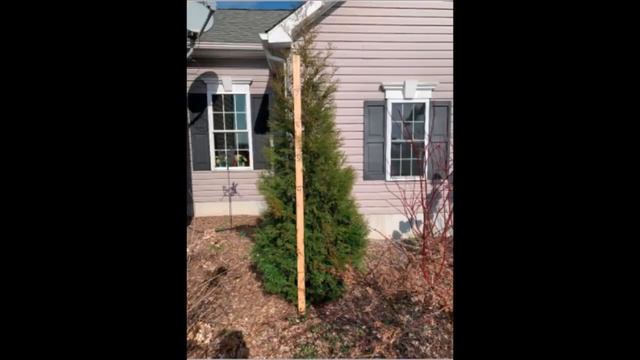 Italian cypress Cupressus sempervirens Why we do not sell them смотреть онлайн
