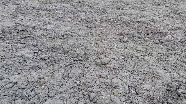 Яровой чеснок. Зимняя посадка. Причины посадок под зиму. Всходы на 16. 03.19г. смотреть онлайн