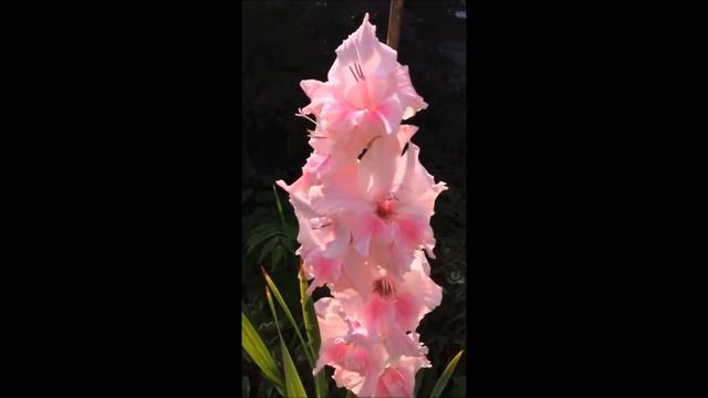 ?My pretty pink Gladiolus flower in the garden? смотреть онлайн