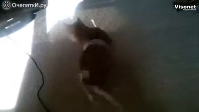 Чем занять непоседливого кота смотреть онлайн