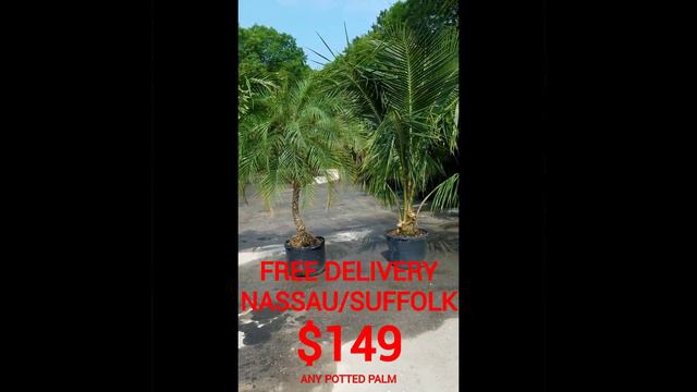 PALM TREE BLOW OUT $149 смотреть онлайн