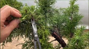 Обрезка можжевельника для бонсай