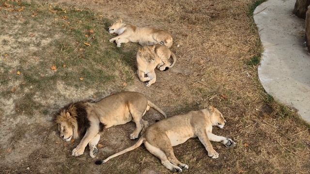 Королева и ее верный друг! Тайган смотреть онлайн