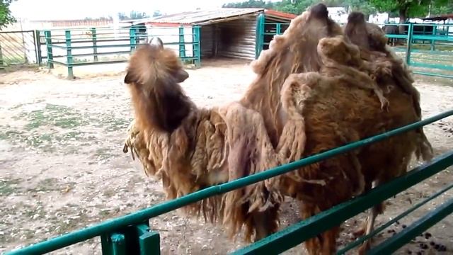 Посмотри как линяет верблюд || Сamel wool throws смотреть онлайн