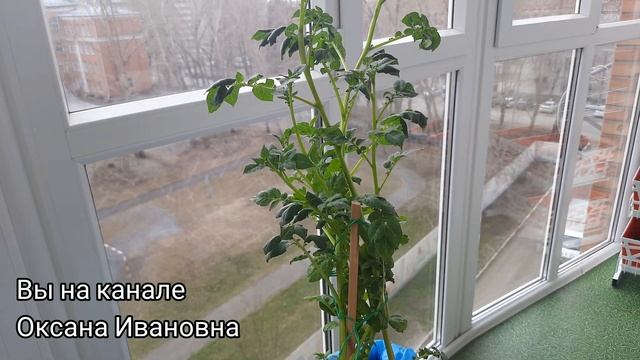 51. Как вырастить картофель, морковь, лук на лоджии. Эксперимент продолжается смотреть онлайн