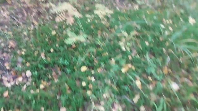 В ЛЕС ЗА ГРИБАМИ/ТИХАЯ ОХОТА/КРУГОМ ГРИБНИКИ смотреть онлайн