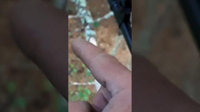 Второй за вечер, всю косулю разогнали. смотреть онлайн