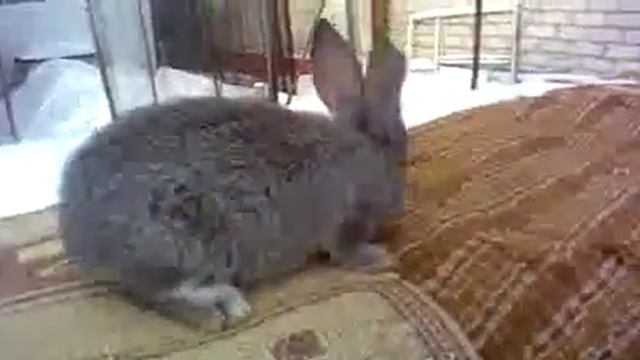 Молодой кролик породы Фландер