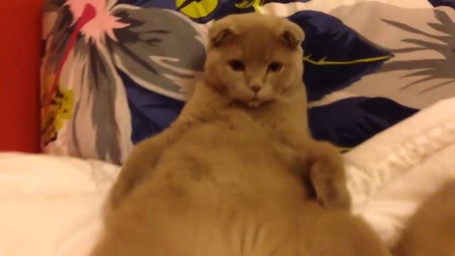 Sochi The Cat: Angel / s01.e18 HD смотреть онлайн