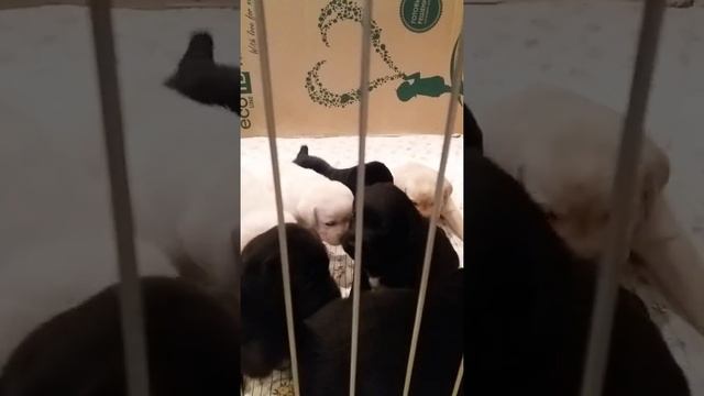 Щенки лабрадора чистокровные