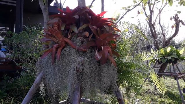 เฟิร์นกับสับปะรดสีเข้ากันดีเหมือนกันนะ смотреть онлайн
