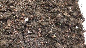 СЕМЕНА ТАБАКА прорастают на третьи сутки