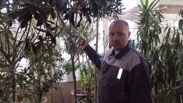 Зимний сад под силу каждому в Крыму?