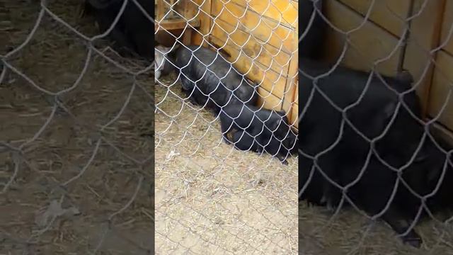 Видео из зоопарка смотреть онлайн