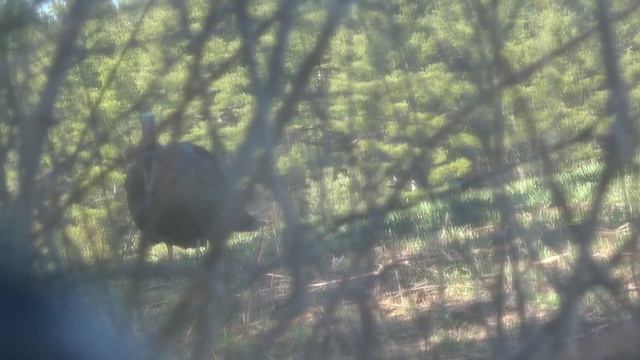 Meleagris Gallopavo - Turkey Story - Episode 1 - Season 2 смотреть онлайн