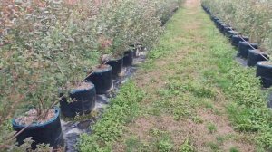 Выращивание голубики в контейнерах. Лучшее предложение.