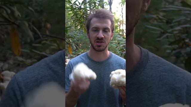 Massive Lion's Mane Mushroom! Medicinal properties / Benefits. Foraging Hericium. Bushcraft Fortnit смотреть онлайн