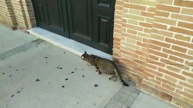Как приучить кота к прогулкам на поводке смотреть онлайн