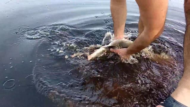 разделка сома вырезаем жабры смотреть онлайн