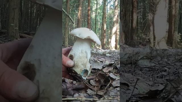 НАШЕЛ ОЧЕНЬ РЕДКИЕ ГРИБЫ. ПОДОСИНОВИКИ - АЛЬБИНОСЫ! смотреть онлайн