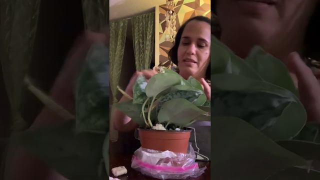 First ever online plant order and unboxing смотреть онлайн
