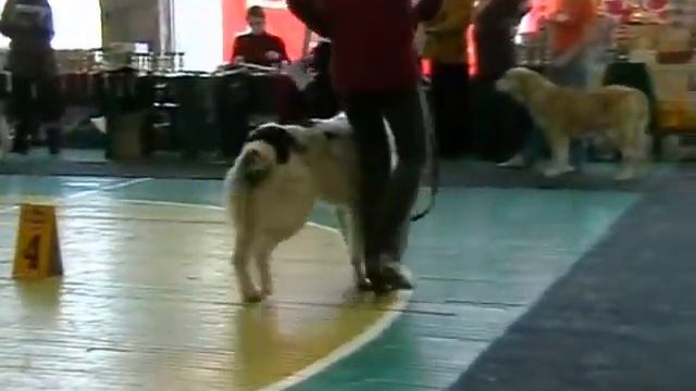 Выставка среднеазиатских овчарок, 07.02.09, Новосибирск смотреть онлайн