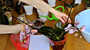 ФИТОСПОРИН для орхидей: СЕКРЕТ спасения и метод применения от ГНИЛИ и ГРИБКА