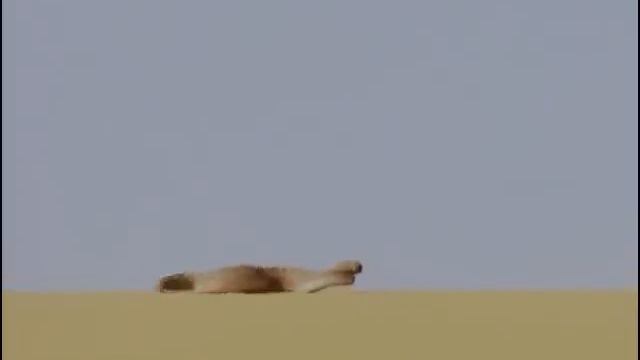 Animaux du désert | Documentaire смотреть онлайн