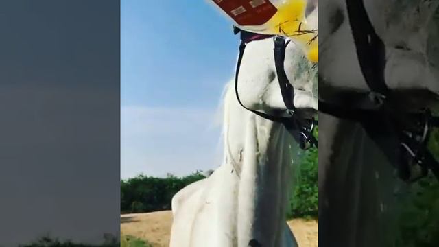hosre riding || how horse drink juice || Sir Bobby enjoying his morning juice смотреть онлайн