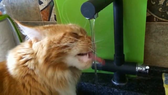 Кот пьет (воду) под музыку танго смотреть онлайн