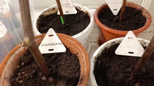 ВИНОГРАД 🍇 на подоконнике,в домашних условиях,укоренение черенков.