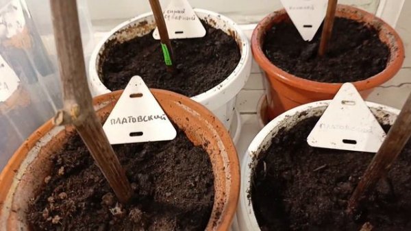 ВИНОГРАД 🍇 на подоконнике,в домашних условиях,укоренение черенков.