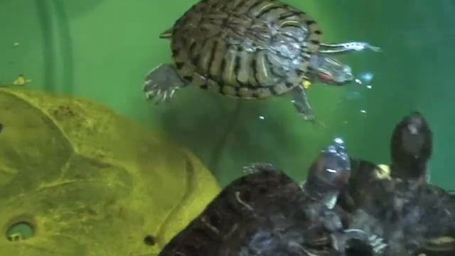 Заигрывание самца красноухой черепахи / Flirting Red-eared slider turtles смотреть онлайн