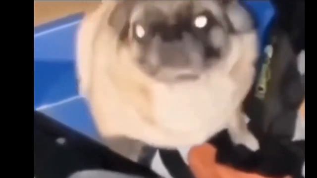 Тот самый танцующий мопс смотреть онлайн