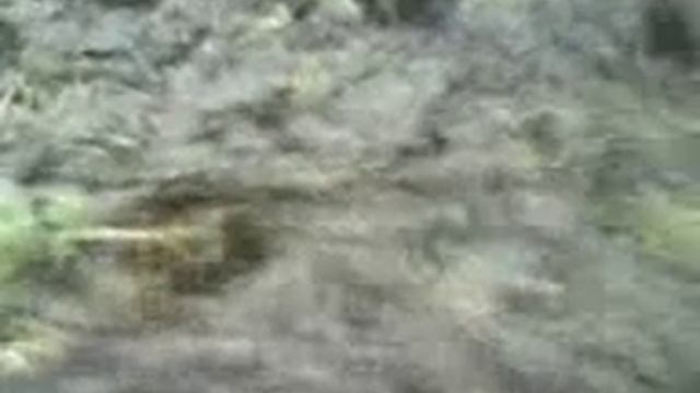 Junge Abies nordmanniana (Nordmanntanne) aufpflanzen Teil 1 смотреть онлайн