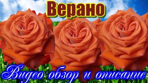 Обзор розы  Верано (Чайно гибридная) Verano (Michel Kriloff 2000)