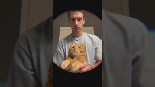 Кот и человек! #shorts смотреть онлайн