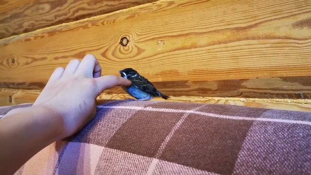 Весёлый воробушек Роджер! Наш новый питомец! смотреть онлайн