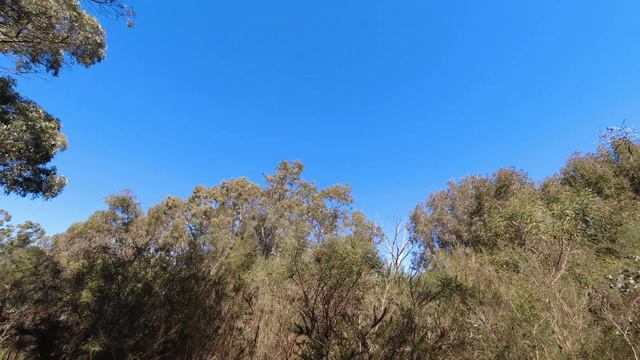 Bibra Lake #nature #walk #hiking #westernaustralia смотреть онлайн