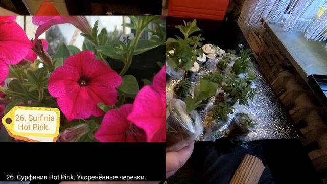 Вегетативные петунии, калибрахоа. Распаковка посылки от канала Анна Цветаева смотреть онлайн