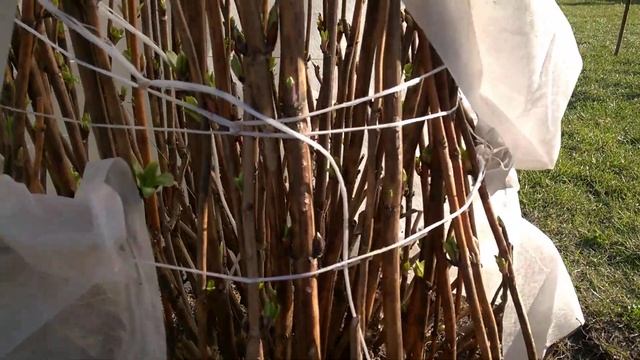 КРУПНОЛИСТНАЯ ГОРТЕНЗИЯ ПОСЛЕ ЗИМЫ