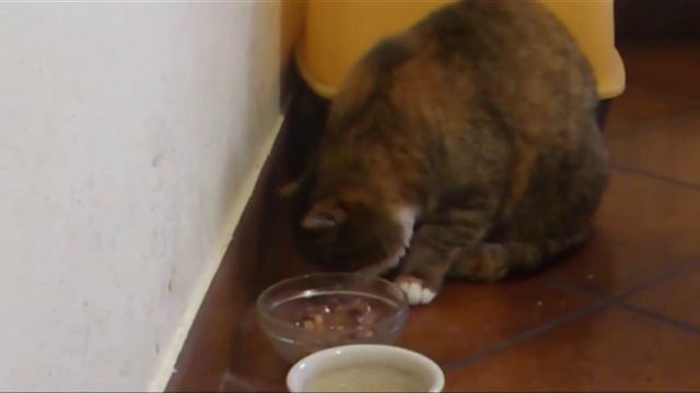 Gatto speciale a Castelmassa смотреть онлайн