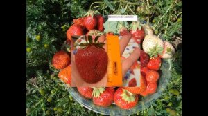 ТОП-5 ВЫСОКОУРОЖАЙНЫХ СОРТОВ   КЛУБНИКИ С ВКУСНОЙ  ЯГОДОЙ   И ПОЧЕМУ  Я  ИХ УДАЛИЛА ?