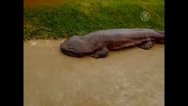 Интернет сенсация!!! Гигантская саламандра смотреть онлайн